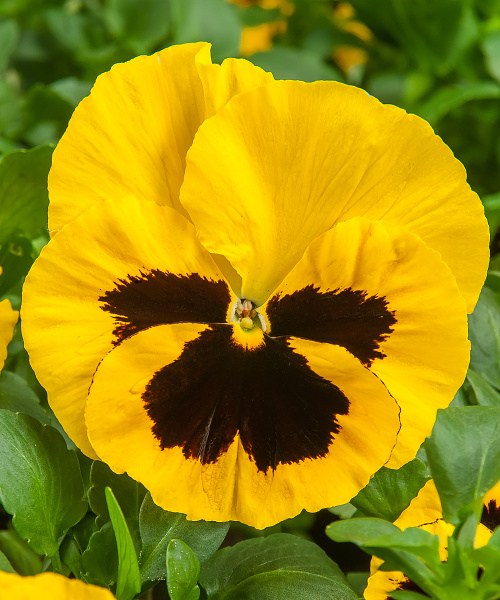 546.07 Pansy F1 XL-Xtrada Yellow blotch impr. v160